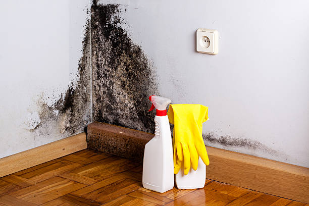 Best Water damage mitigation services  in Neshanic Station, NJ